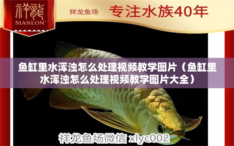 魚缸里水渾濁怎么處理視頻教學(xué)圖片（魚缸里水渾濁怎么處理視頻教學(xué)圖片大全）