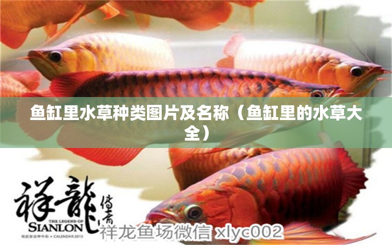 魚缸里水草種類圖片及名稱（魚缸里的水草大全） 水草