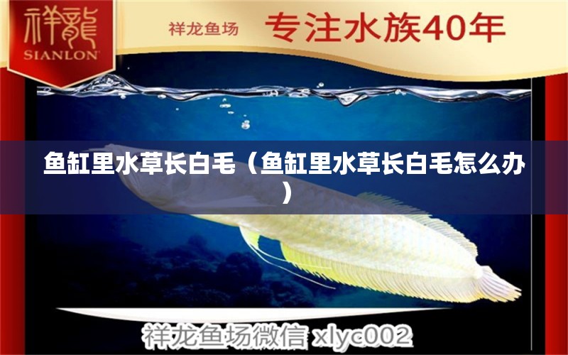 魚缸里水草長白毛（魚缸里水草長白毛怎么辦） 觀賞魚批發(fā)