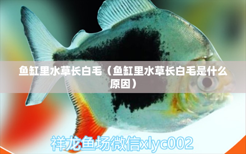 魚缸里水草長白毛（魚缸里水草長白毛是什么原因） 狗仔（招財貓)魚苗