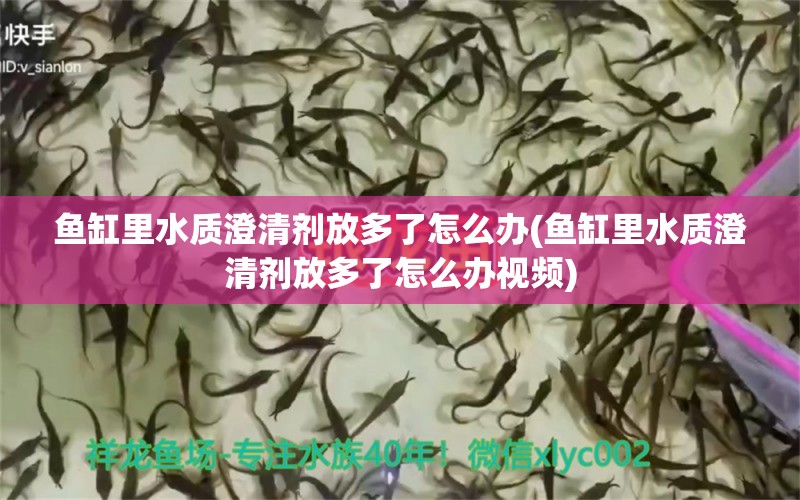 魚缸里水質(zhì)澄清劑放多了怎么辦(魚缸里水質(zhì)澄清劑放多了怎么辦視頻) 三間鼠魚