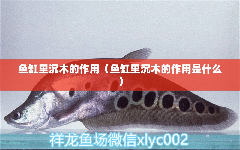 魚缸里沉木的作用（魚缸里沉木的作用是什么） 其他品牌魚缸