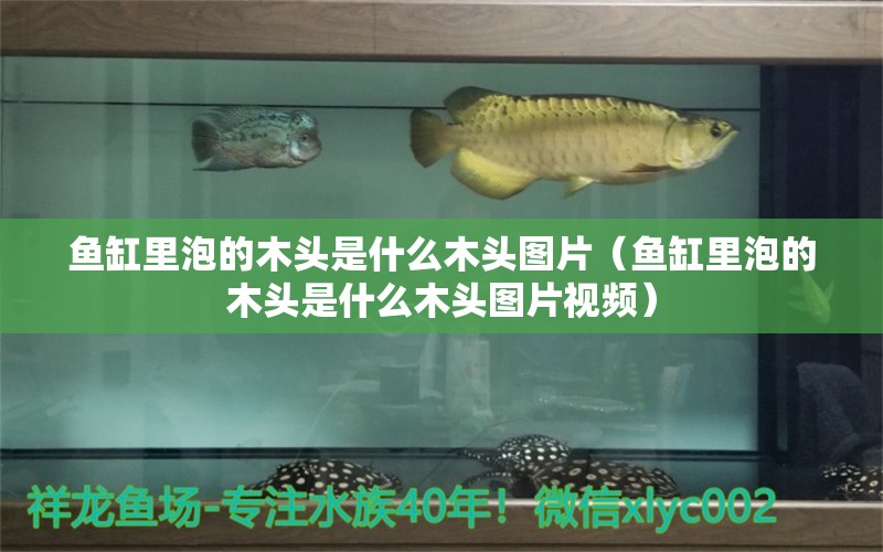 魚缸里泡的木頭是什么木頭圖片（魚缸里泡的木頭是什么木頭圖片視頻）