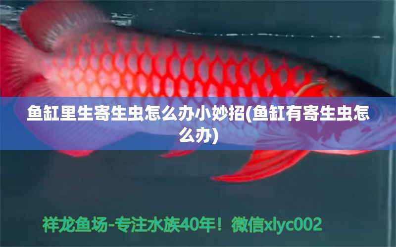 魚缸里生寄生蟲怎么辦小妙招(魚缸有寄生蟲怎么辦) 哥倫比亞巨暴魚苗