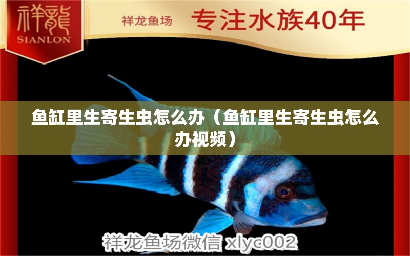 魚缸里生寄生蟲怎么辦（魚缸里生寄生蟲怎么辦視頻） 祥龍水族醫(yī)院