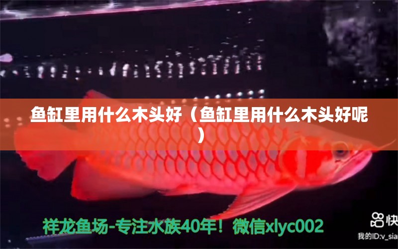 魚缸里用什么木頭好（魚缸里用什么木頭好呢） 一眉道人魚