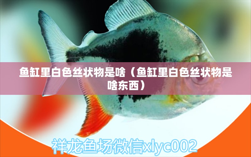 魚缸里白色絲狀物是啥（魚缸里白色絲狀物是啥東西）