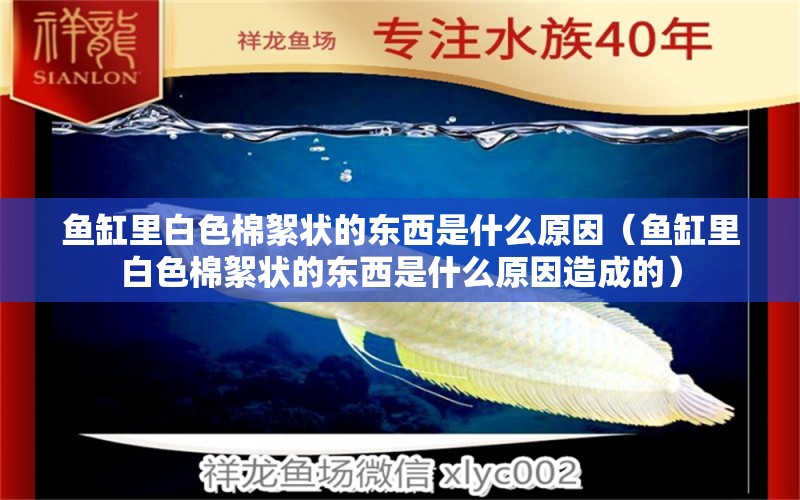 魚(yú)缸里白色棉絮狀的東西是什么原因（魚(yú)缸里白色棉絮狀的東西是什么原因造成的）