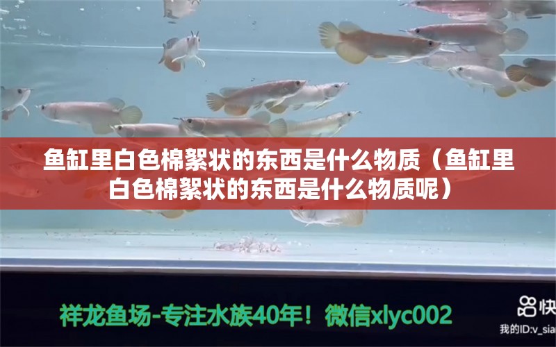 魚缸里白色棉絮狀的東西是什么物質(zhì)（魚缸里白色棉絮狀的東西是什么物質(zhì)呢） 其他品牌魚缸