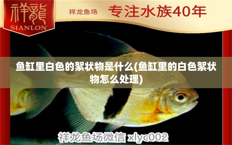 魚缸里白色的絮狀物是什么(魚缸里的白色絮狀物怎么處理) 申古三間魚 第1張