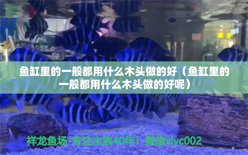 魚缸里的一般都用什么木頭做的好（魚缸里的一般都用什么木頭做的好呢）