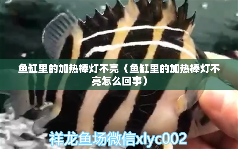 魚缸里的加熱棒燈不亮（魚缸里的加熱棒燈不亮怎么回事）