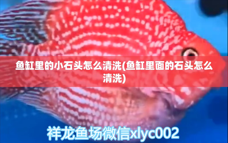 魚缸里的小石頭怎么清洗(魚缸里面的石頭怎么清洗) 眼斑魚 第1張