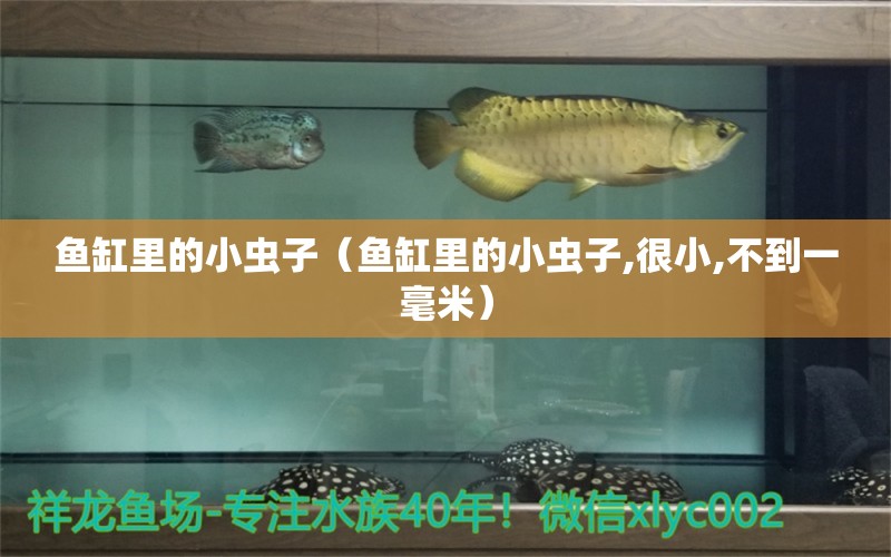 魚缸里的小蟲子（魚缸里的小蟲子,很小,不到一毫米）