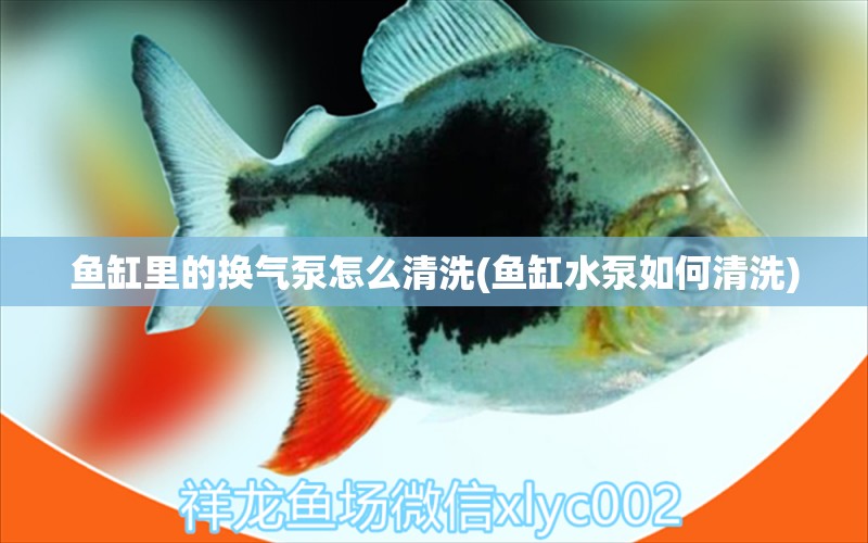 魚缸里的換氣泵怎么清洗(魚缸水泵如何清洗) 魚缸水泵