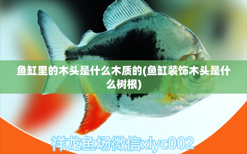 魚缸里的木頭是什么木質(zhì)的(魚缸裝飾木頭是什么樹根) 斑馬鴨嘴魚