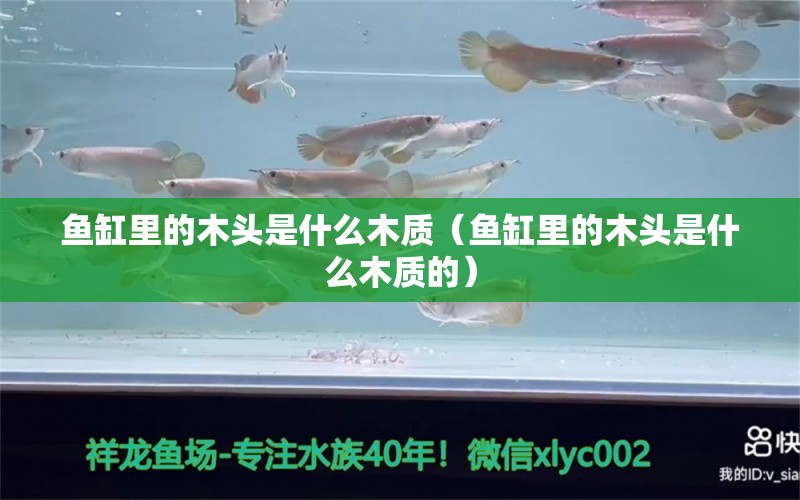 魚缸里的木頭是什么木質(zhì)（魚缸里的木頭是什么木質(zhì)的）