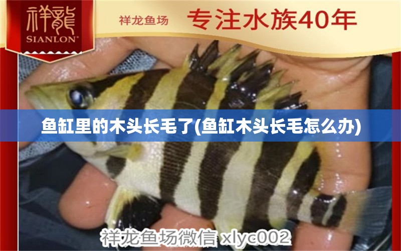 魚缸里的木頭長毛了(魚缸木頭長毛怎么辦) 斑馬鴨嘴魚