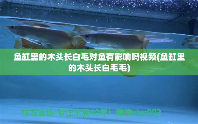 魚缸里的木頭長(zhǎng)白毛對(duì)魚有影響嗎視頻(魚缸里的木頭長(zhǎng)白毛毛)