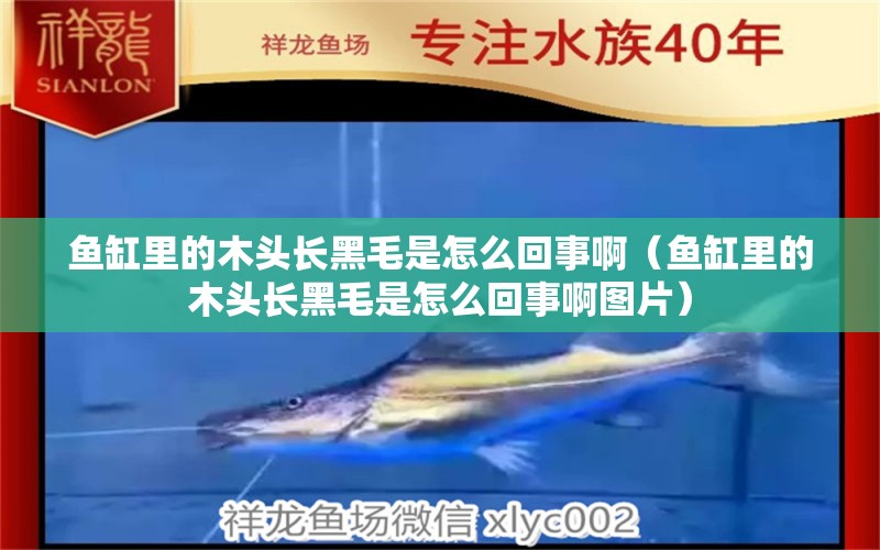 魚缸里的木頭長黑毛是怎么回事?。~缸里的木頭長黑毛是怎么回事啊圖片）