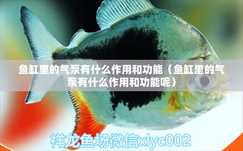 魚缸里的氣泵有什么作用和功能（魚缸里的氣泵有什么作用和功能呢）