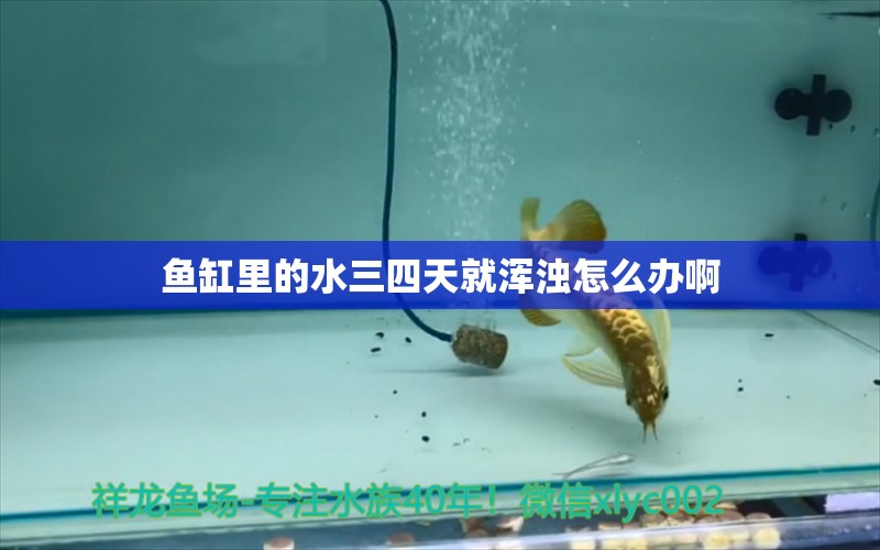 魚缸里的水三四天就渾濁怎么辦啊