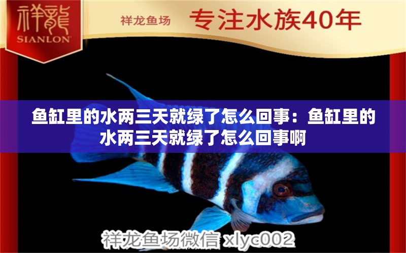 魚缸里的水兩三天就綠了怎么回事：魚缸里的水兩三天就綠了怎么回事啊