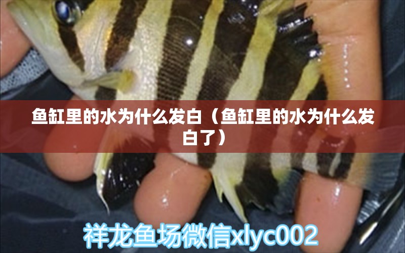 魚(yú)缸里的水為什么發(fā)白（魚(yú)缸里的水為什么發(fā)白了）