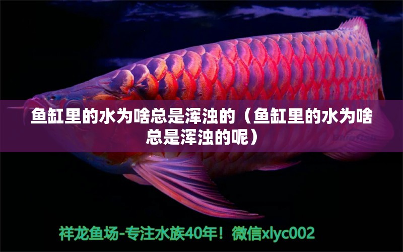 魚(yú)缸里的水為啥總是渾濁的（魚(yú)缸里的水為啥總是渾濁的呢）