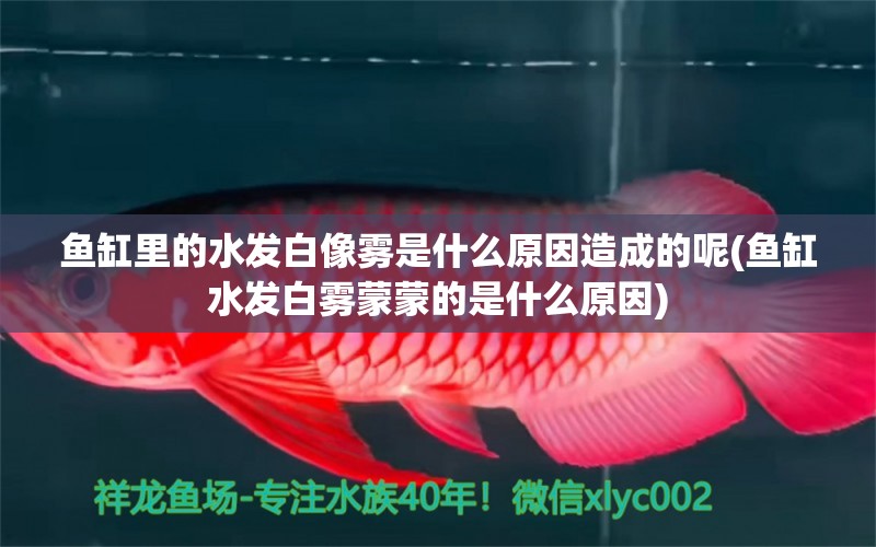 魚缸里的水發(fā)白像霧是什么原因造成的呢(魚缸水發(fā)白霧蒙蒙的是什么原因) 委內(nèi)瑞拉奧里諾三間魚