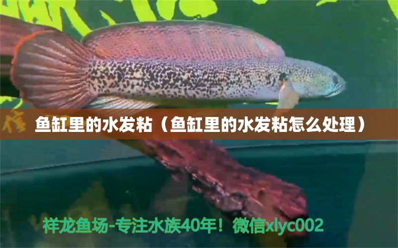 魚缸里的水發(fā)粘（魚缸里的水發(fā)粘怎么處理） 祥龍水族醫(yī)院