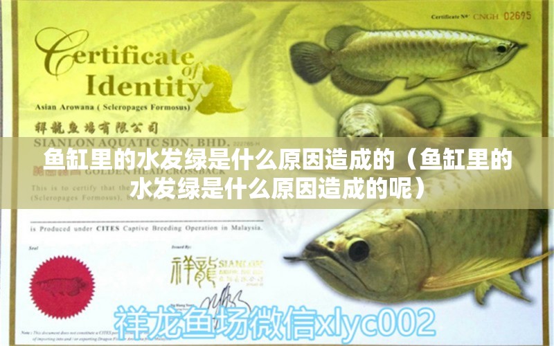 魚(yú)缸里的水發(fā)綠是什么原因造成的（魚(yú)缸里的水發(fā)綠是什么原因造成的呢）