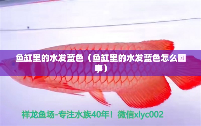 魚(yú)缸里的水發(fā)藍(lán)色（魚(yú)缸里的水發(fā)藍(lán)色怎么回事）