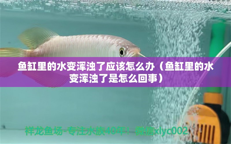 魚(yú)缸里的水變渾濁了應(yīng)該怎么辦（魚(yú)缸里的水變渾濁了是怎么回事） 養(yǎng)魚(yú)知識(shí) 第1張