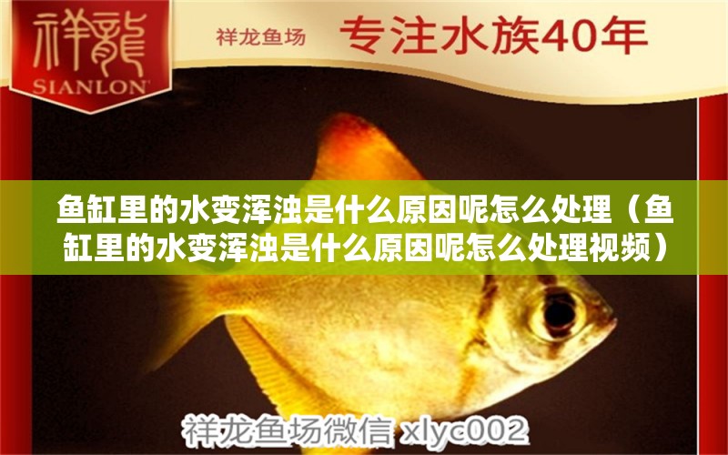 魚缸里的水變渾濁是什么原因呢怎么處理（魚缸里的水變渾濁是什么原因呢怎么處理視頻） 印尼三紋虎