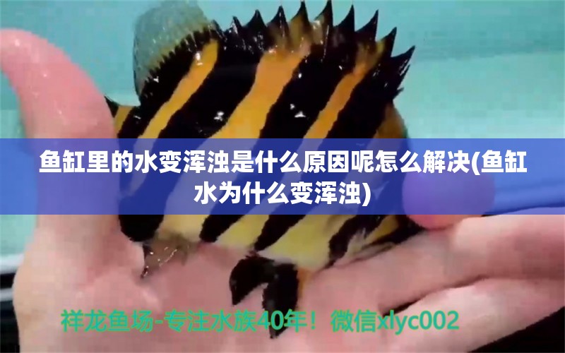 魚缸里的水變渾濁是什么原因呢怎么解決(魚缸水為什么變渾濁) 魚糧魚藥