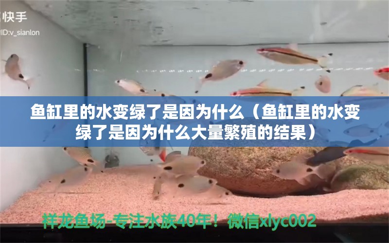 魚缸里的水變綠了是因為什么（魚缸里的水變綠了是因為什么大量繁殖的結(jié)果） 廣州觀賞魚批發(fā)市場