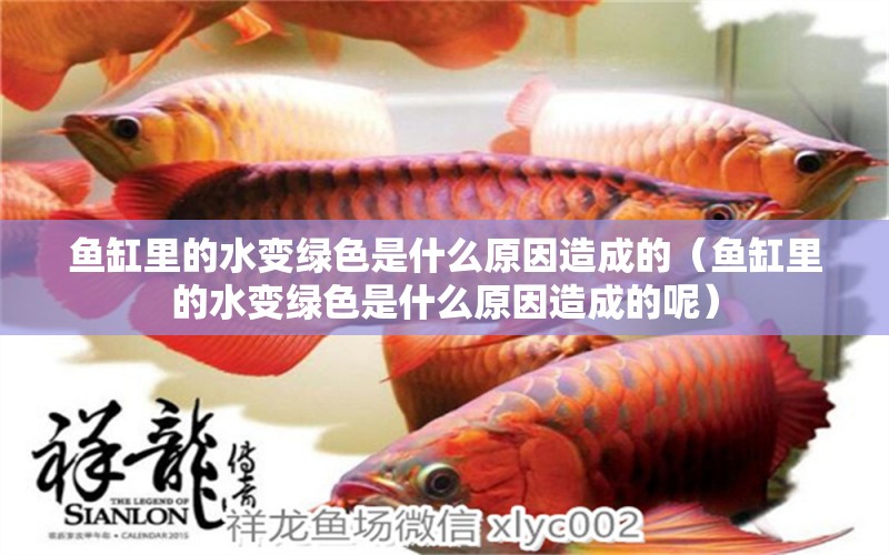 魚(yú)缸里的水變綠色是什么原因造成的（魚(yú)缸里的水變綠色是什么原因造成的呢）