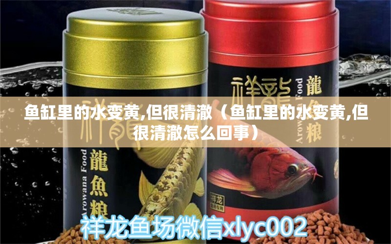 魚缸里的水變黃,但很清澈（魚缸里的水變黃,但很清澈怎么回事）