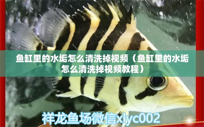 魚(yú)缸里的水垢怎么清洗掉視頻（魚(yú)缸里的水垢怎么清洗掉視頻教程）