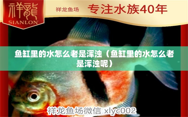 魚缸里的水怎么老是渾濁（魚缸里的水怎么老是渾濁呢） 水族雜談