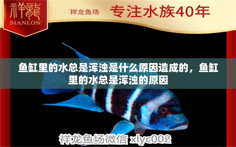 魚缸里的水總是渾濁是什么原因造成的，魚缸里的水總是渾濁的原因 鸚鵡魚