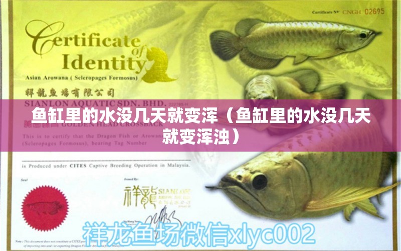 魚(yú)缸里的水沒(méi)幾天就變渾（魚(yú)缸里的水沒(méi)幾天就變渾濁）