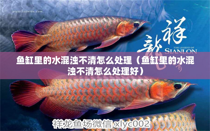 魚缸里的水混濁不清怎么處理（魚缸里的水混濁不清怎么處理好）