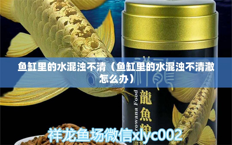 魚缸里的水混濁不清（魚缸里的水混濁不清澈怎么辦） 祥龍水族醫(yī)院