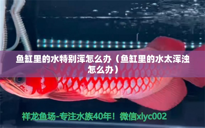 魚(yú)缸里的水特別渾怎么辦（魚(yú)缸里的水太渾濁怎么辦）