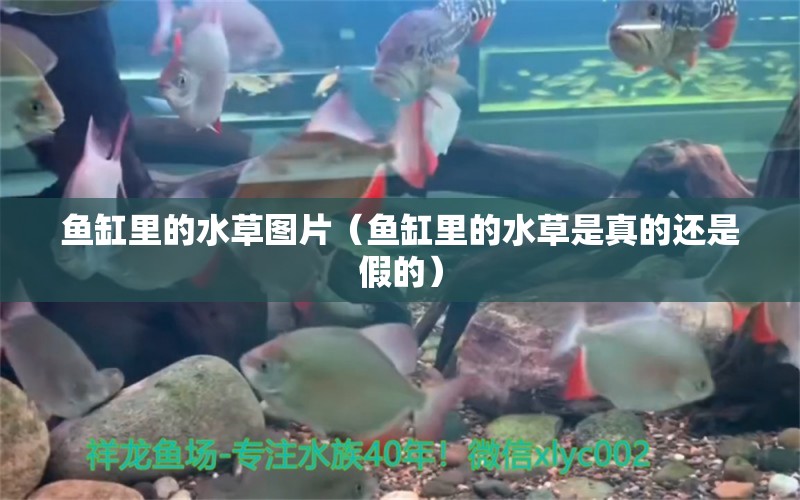 魚缸里的水草圖片（魚缸里的水草是真的還是假的） 觀賞魚批發(fā)