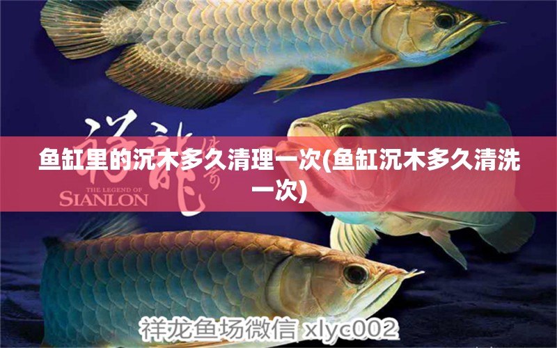 魚缸里的沉木多久清理一次(魚缸沉木多久清洗一次) 祥龍進(jìn)口元寶鳳凰魚