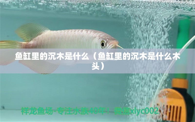 魚缸里的沉木是什么（魚缸里的沉木是什么木頭） 其他品牌魚缸