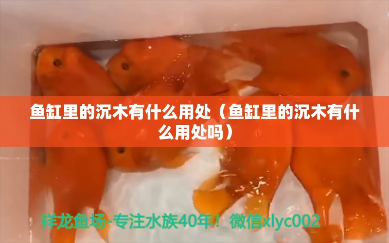 魚缸里的沉木有什么用處（魚缸里的沉木有什么用處嗎） 其他品牌魚缸